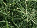 Yellow Watercrown Grass